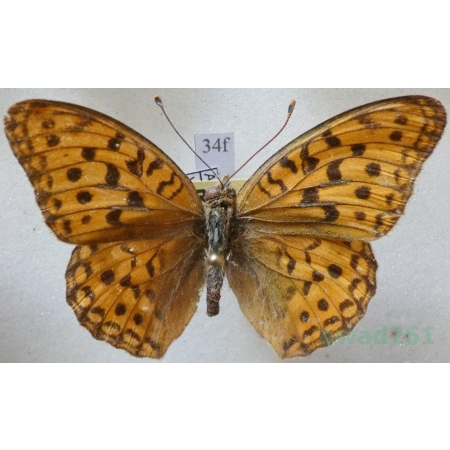 Argynnis vorax Butler, 1871 Russia34f